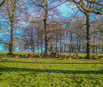 Deer roaming wild at the wonderful Wentworth Park, Rawmarsh, Rotherham, South Yorkshire